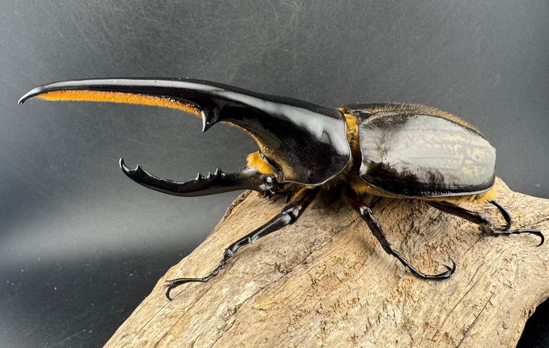 《ヘラクレス・ヘラクレス 134mm ペア》