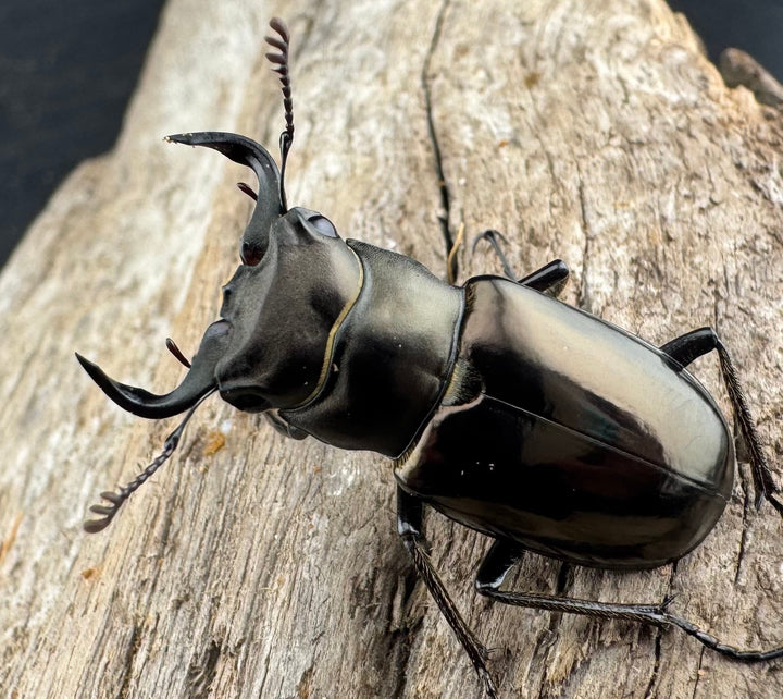 【WD】《ミンイミヤマクワガタ 33mm ペア》