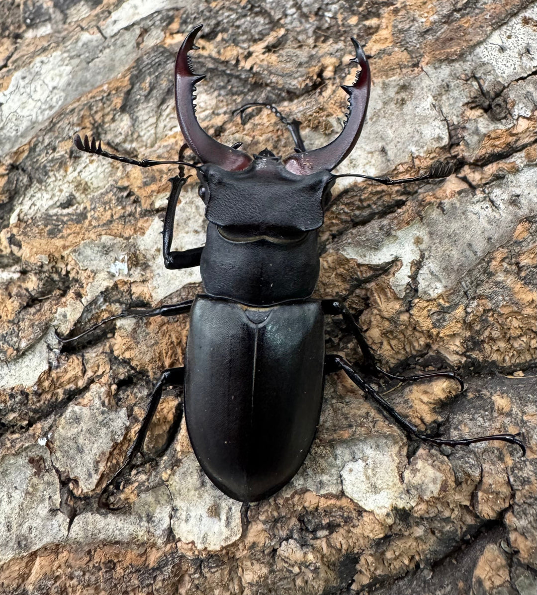 《ユダイクスミヤマ 60mm ペア》