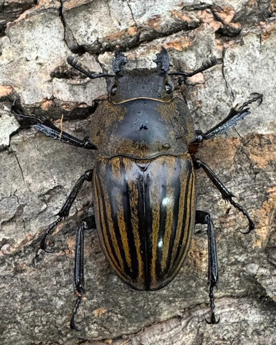 【WD】《ストリアータツヤクワガタ 44mm ペア》②