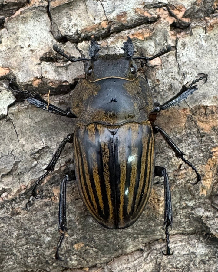 【WD】《ストリアータツヤクワガタ 44mm ペア》②