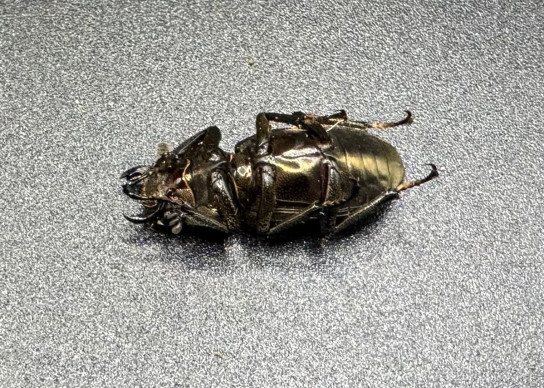 【WD】《メタリフェルホソアカ 81.5mm ペア》