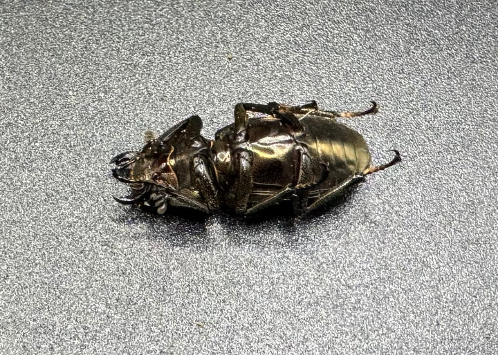 【WD】《メタリフェルホソアカ 81.5mm ペア》