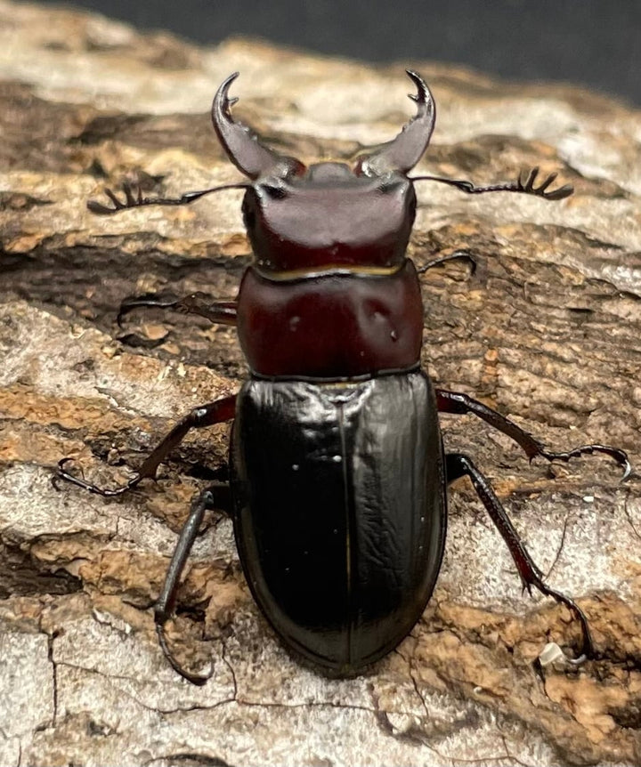 《ミクラミヤマ 神津島産 Free ペア》