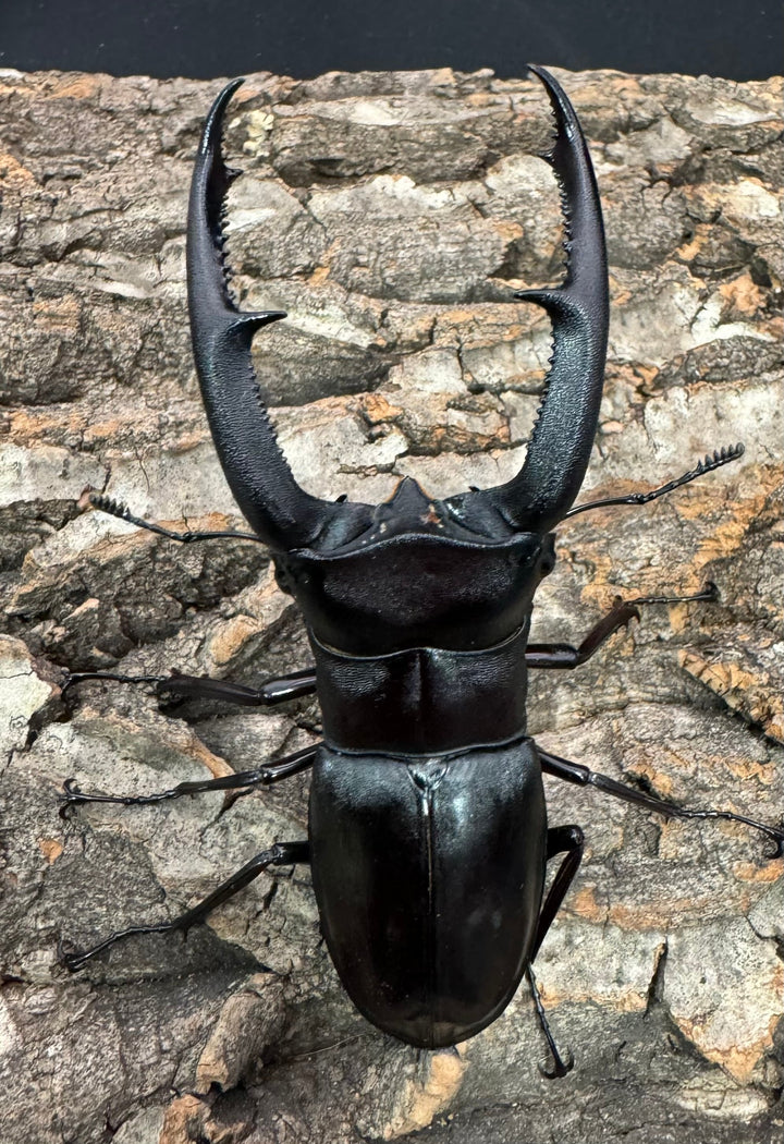 【WD】《マンディブラリスフタマタ 94mm ペア》