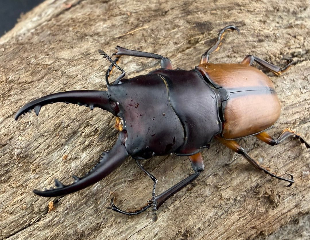 【WD】《ブルイジンノコギリ ペレン島産 41mm ペア》