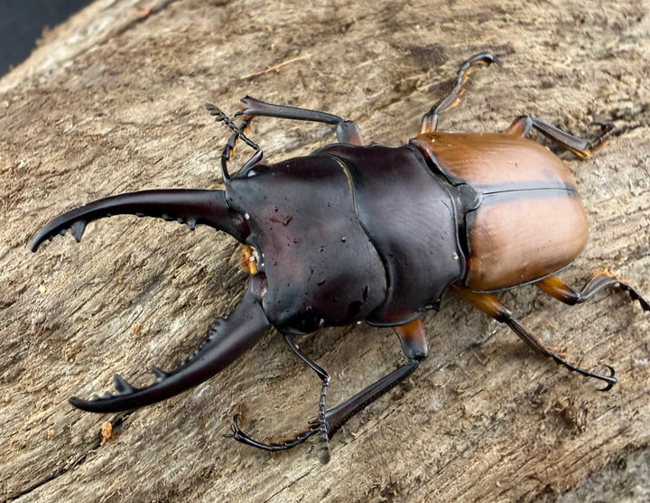 【WD】《ブルイジンノコギリ ペレン島産 41mm ペア》