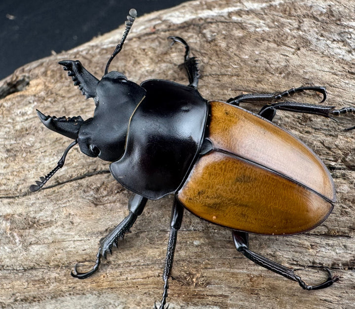 【WD】《ニティドゥスマルバネ亜種lemeei 広西壮族産 47mm ペア》②