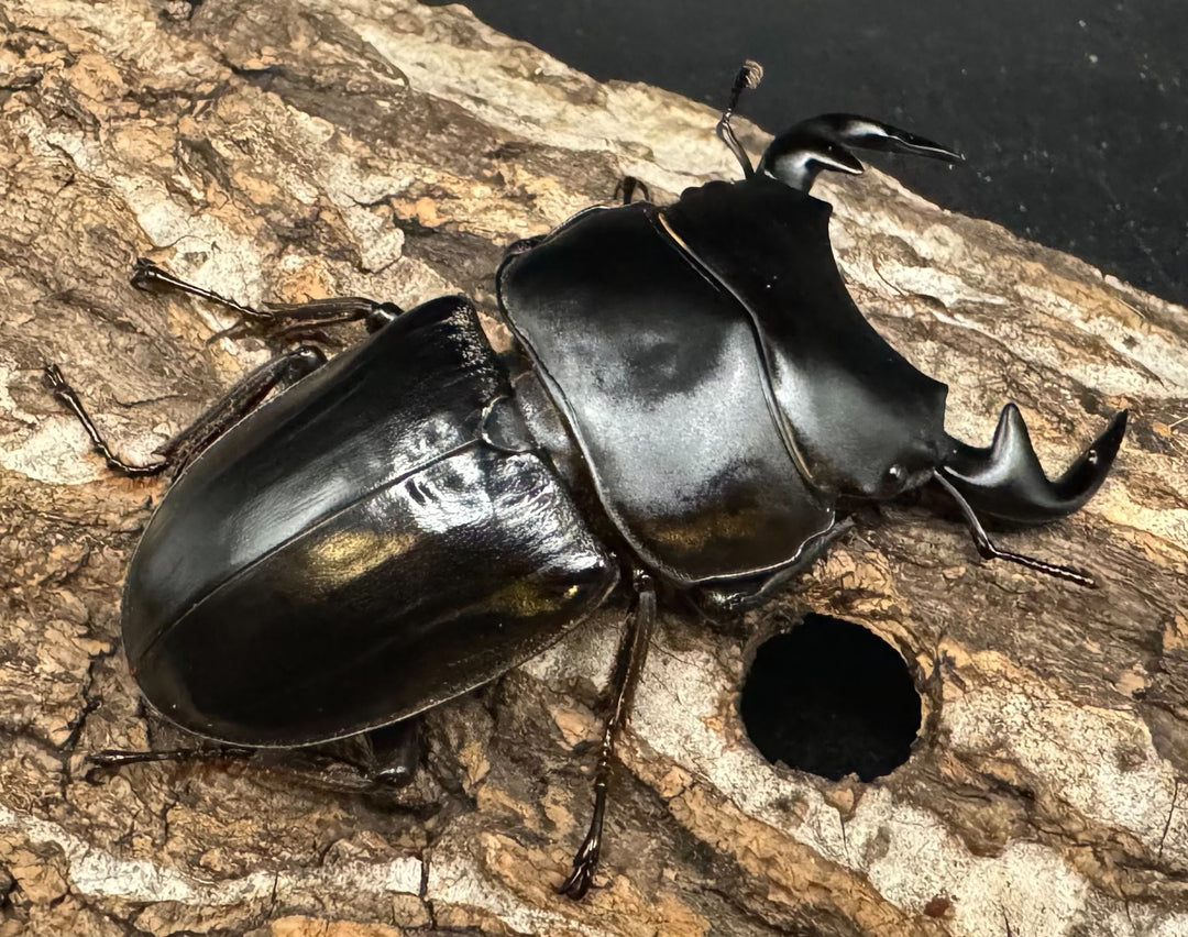 《インドグランディス亜種moriyai Garda95.0血統 70mm ペア》Soul氏ブリード個体