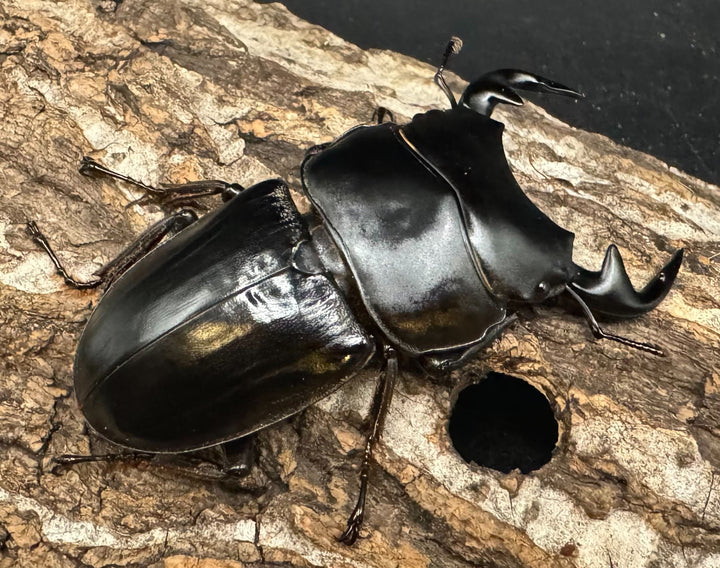 《インドグランディス亜種moriyai Garda95.0血統 70mm ペア》Soul氏ブリード個体