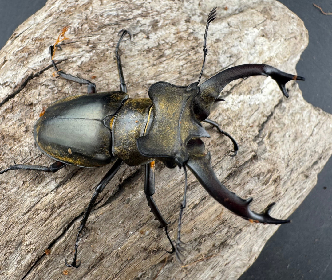 【WD】《セリケウスミヤマ原名亜種 55mm ペア》