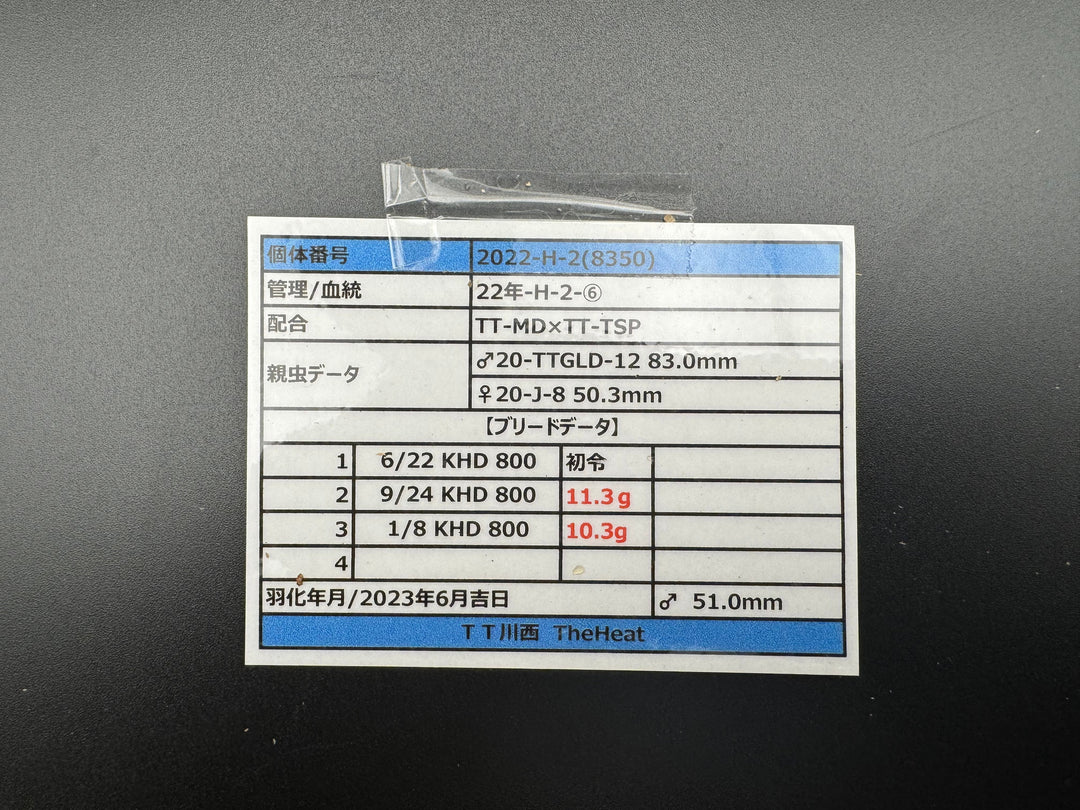 《オオクワガタ TT川西血統 51mm ♀単》ヒート氏ブリード個体