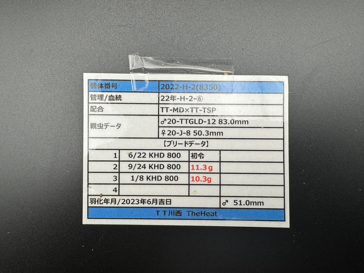 《オオクワガタ TT川西血統 51mm ♀単》ヒート氏ブリード個体