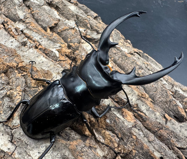 【WD】《インターメディアツヤクワガタ ネグロス産 98mm ペア》