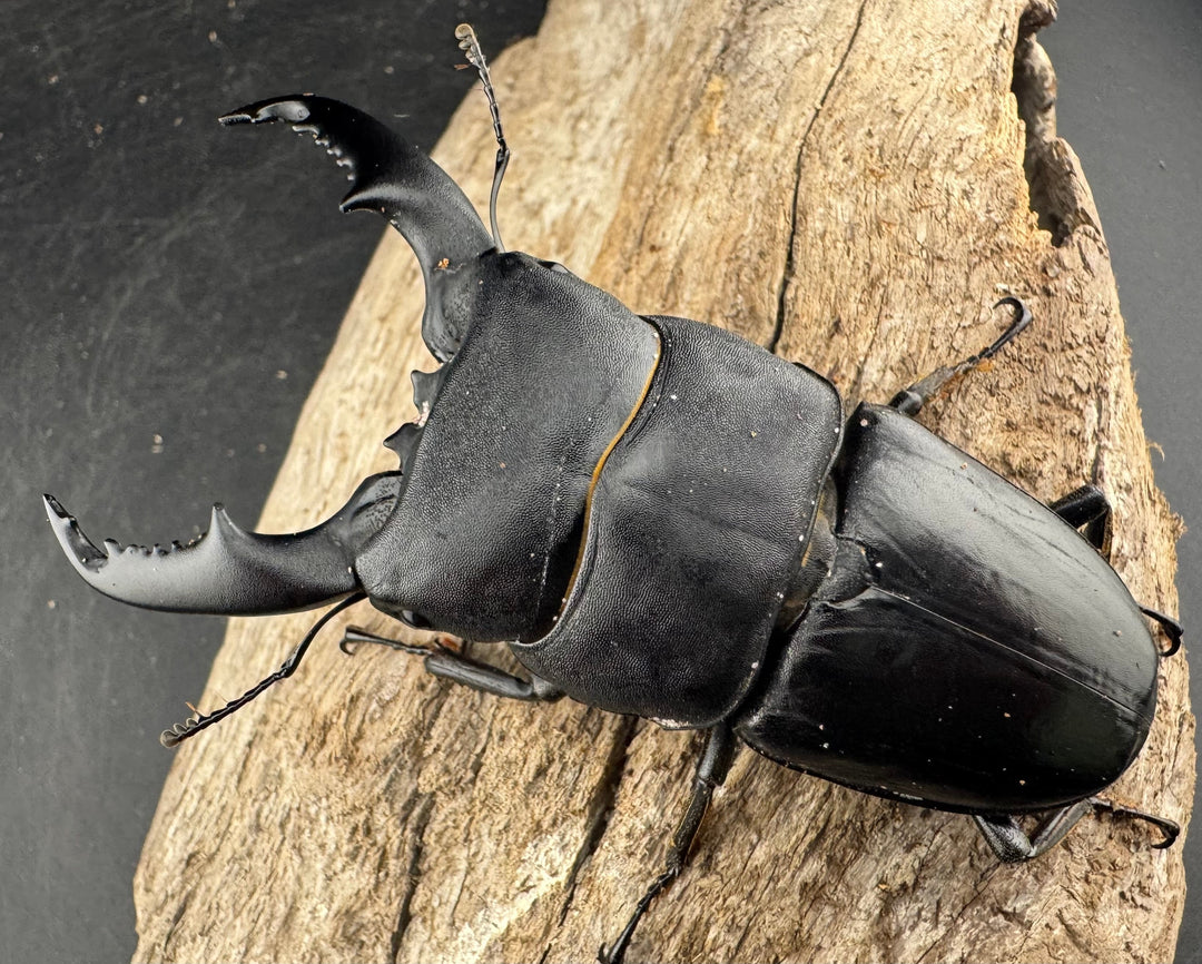 【WD】大型《カシブヒラタクワガタ 88mm ペア》