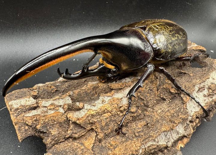 《ヘラクレス・ヘラクレス 122mm ペア》