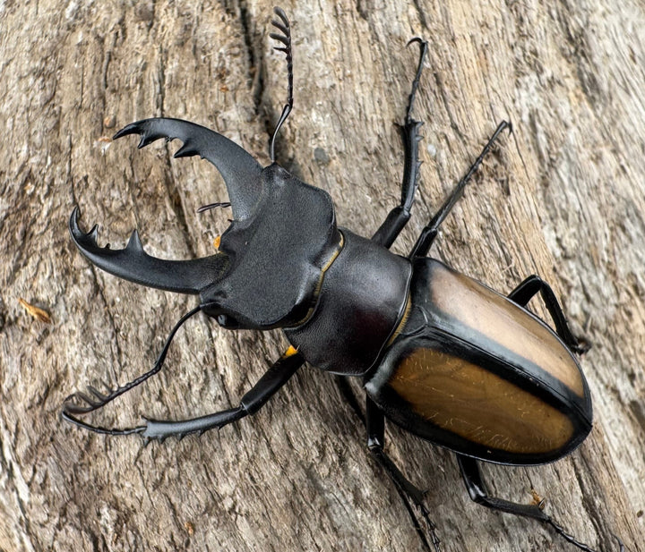 【WD】《パリーミヤマクワガタ 40.5mm ペア》