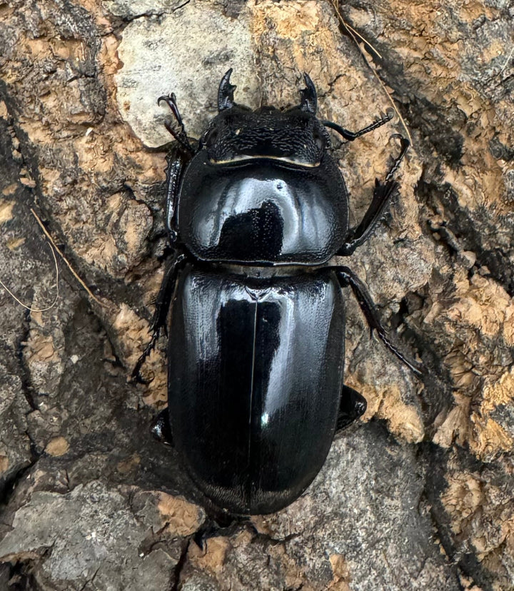 【WD】《西ペレンオオヒラタ（スラウェシオオヒラタクワガタ） 86mm ペア》