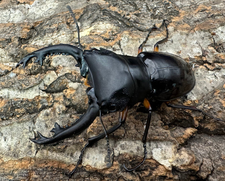 【WD】《インペリアリスツヤ亜種komorii 68mm ペア》