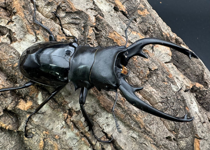 【WD】《インターメディアツヤクワガタ 87mm A'品ペア》