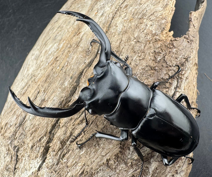 【WD】《ウエストウッディ亜種カズミアエ 雲南省産 69mm ペア》