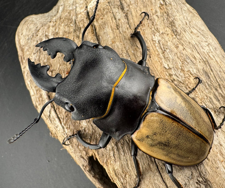 【WD】《カステルナウディツヤ 75.5mm ペア》