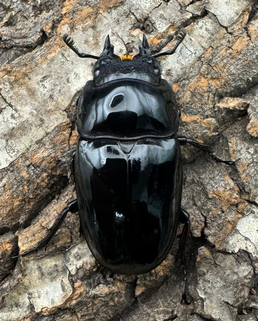 《タランドゥスオオツヤクワガタ 78mm ペア》