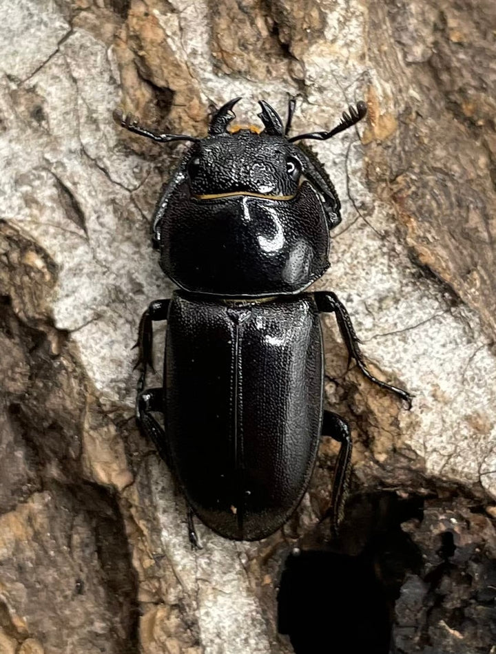 【WD】《グラキリスノコギリヒラタクワガタ 52mm ペア》