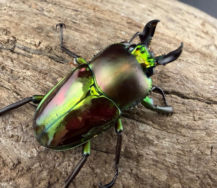 《ニジイロクワガタ 33mm ♂♀♀トリオ》