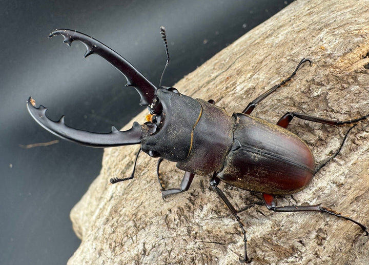 【WD】《ドエスブルグノコギリ亜種mkkiensis 57mm ペア》