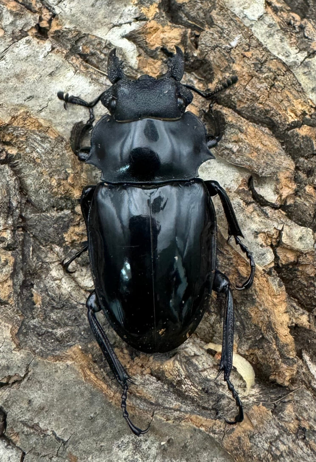 【WD】《インターメディアツヤクワガタ 84mm ペア》