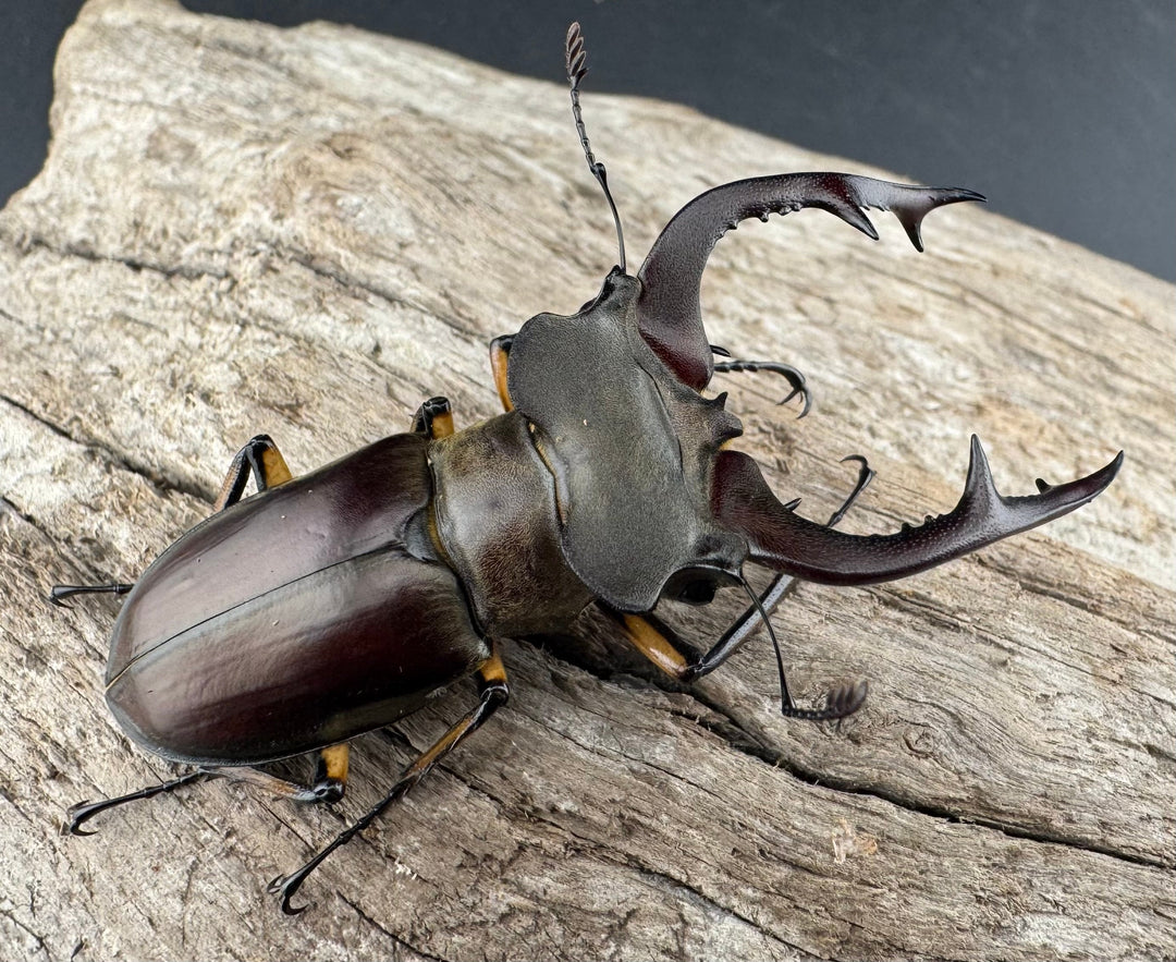 【WD】《フェアメイルミヤマ 雅安市産 55.5mm ペア》