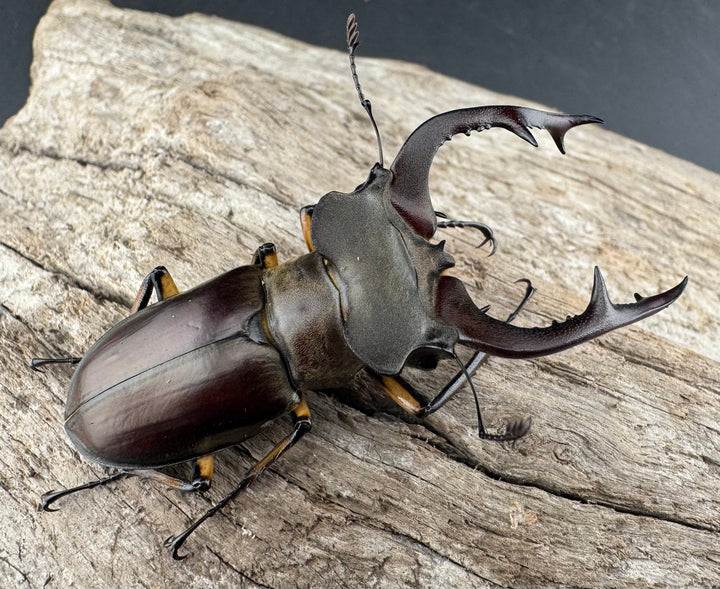 【WD】《フェアメイルミヤマ 雅安市産 55.5mm ペア》