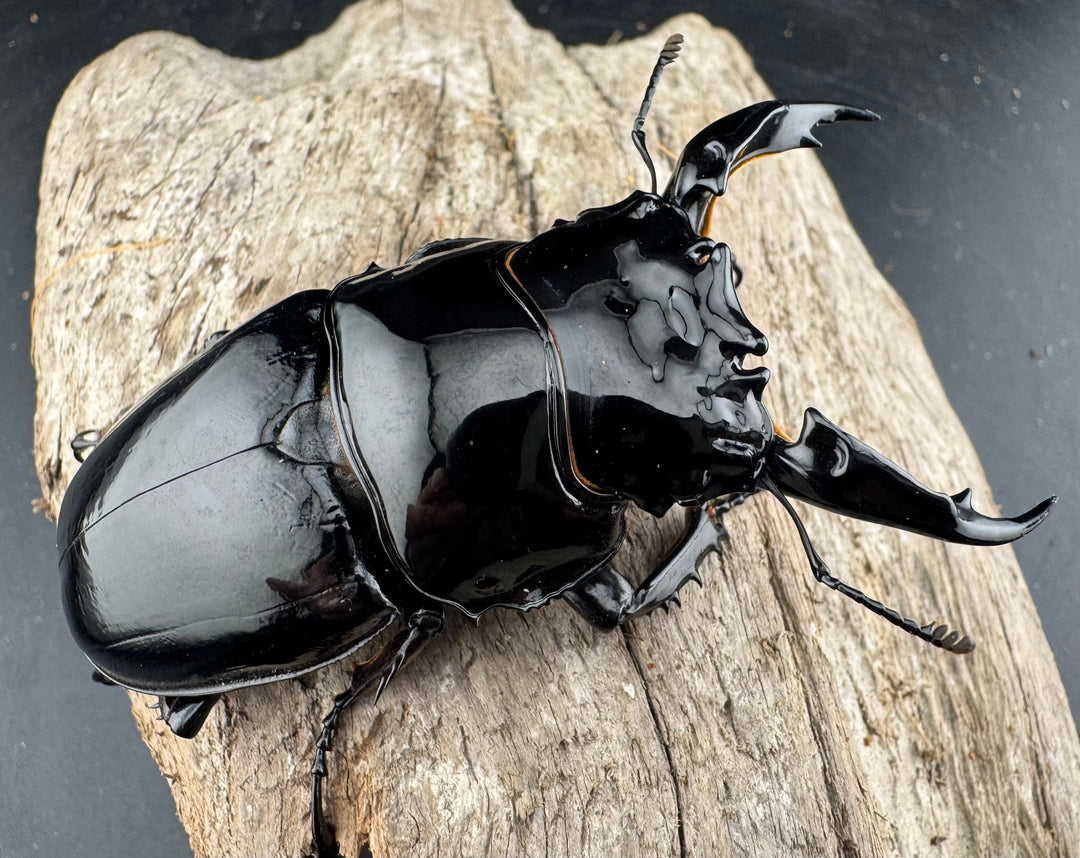 《レギウスオオツヤクワガタ 80mm ペア》