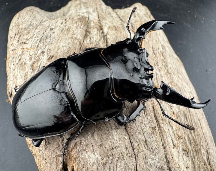 《レギウスオオツヤクワガタ 80mm ペア》