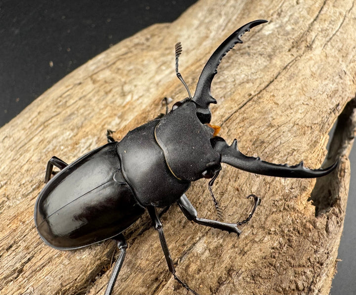 【WD】《アドゥンクスフタマタ ミャンマー北部亜種 52mm ♂♀♀トリオ》