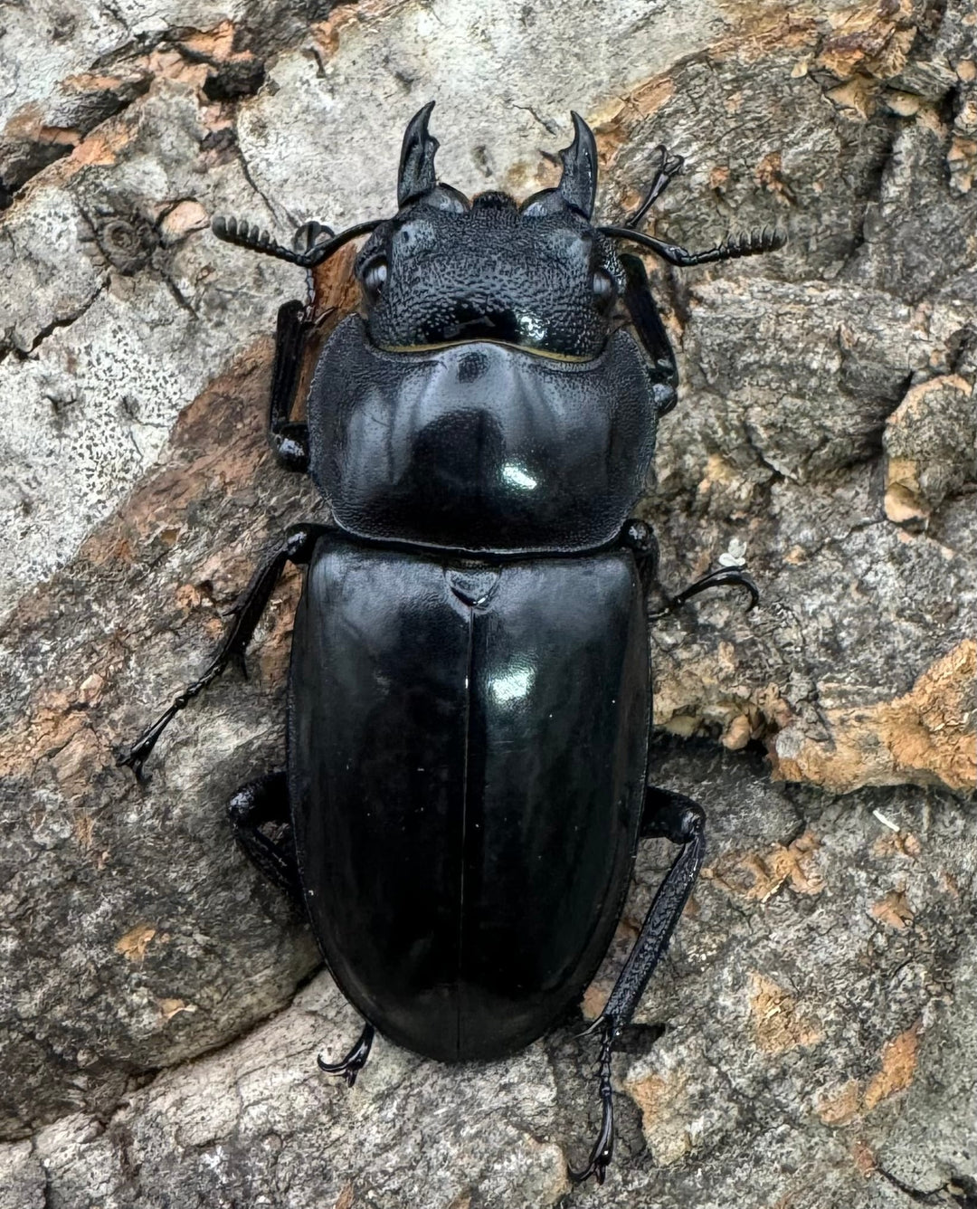 【WD】《マンディブラリスフタマタ 100mm ペア》