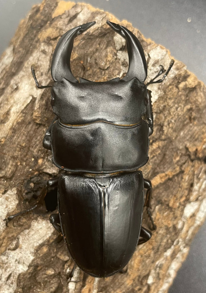 《ホペイオオクワガタ G70血統 74mm ペア》