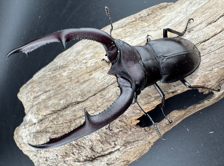 【WD】《マンディブラリスフタマタ 89.5mm ペア》