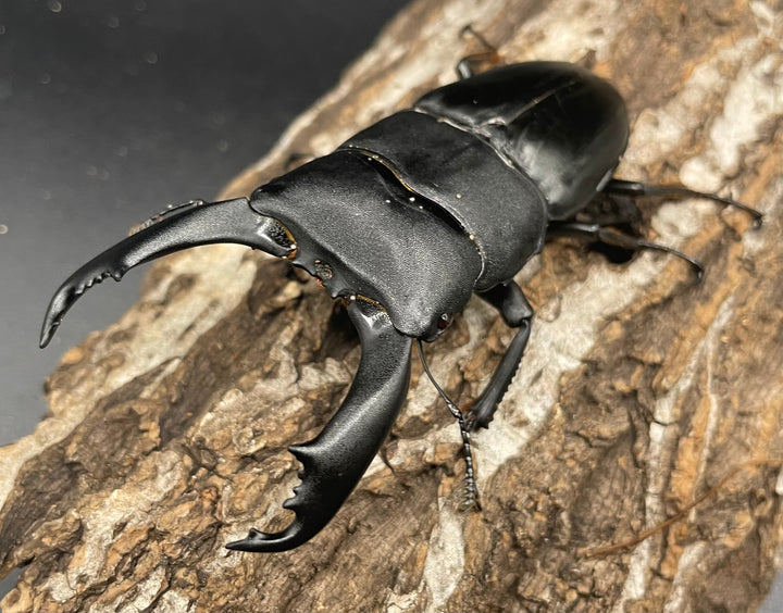 【WD】大型《ネバービスカヤヒラタ（カヤパヒラタ） 85mm ペア》