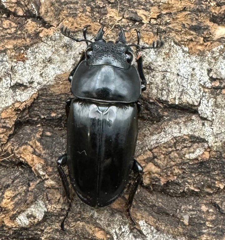 【WD】《ミンダナオ産ブッダノコギリ 51mm ペア》