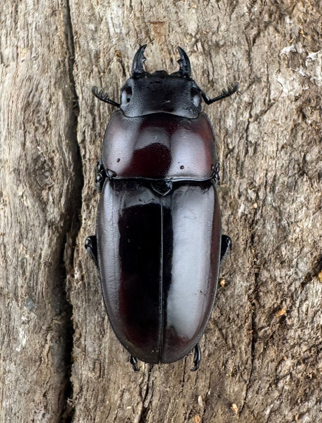 【WD】《ドルサリスノコギリ原名亜種 ボアク島産 53mm ペア》