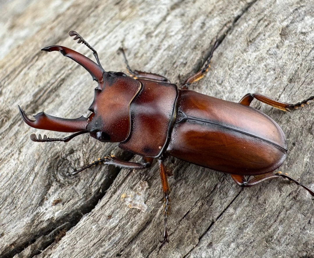 【WD】《プセウダクシスコクワ 21mm ペア》