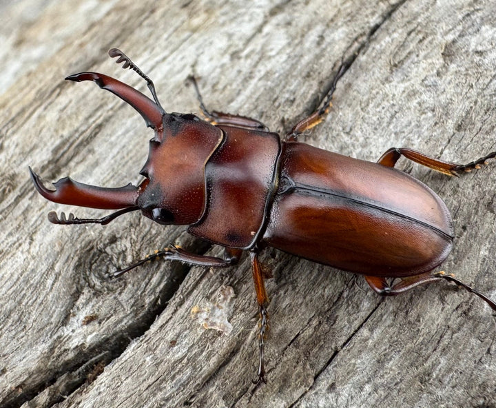 【WD】《プセウダクシスコクワ 21mm ペア》