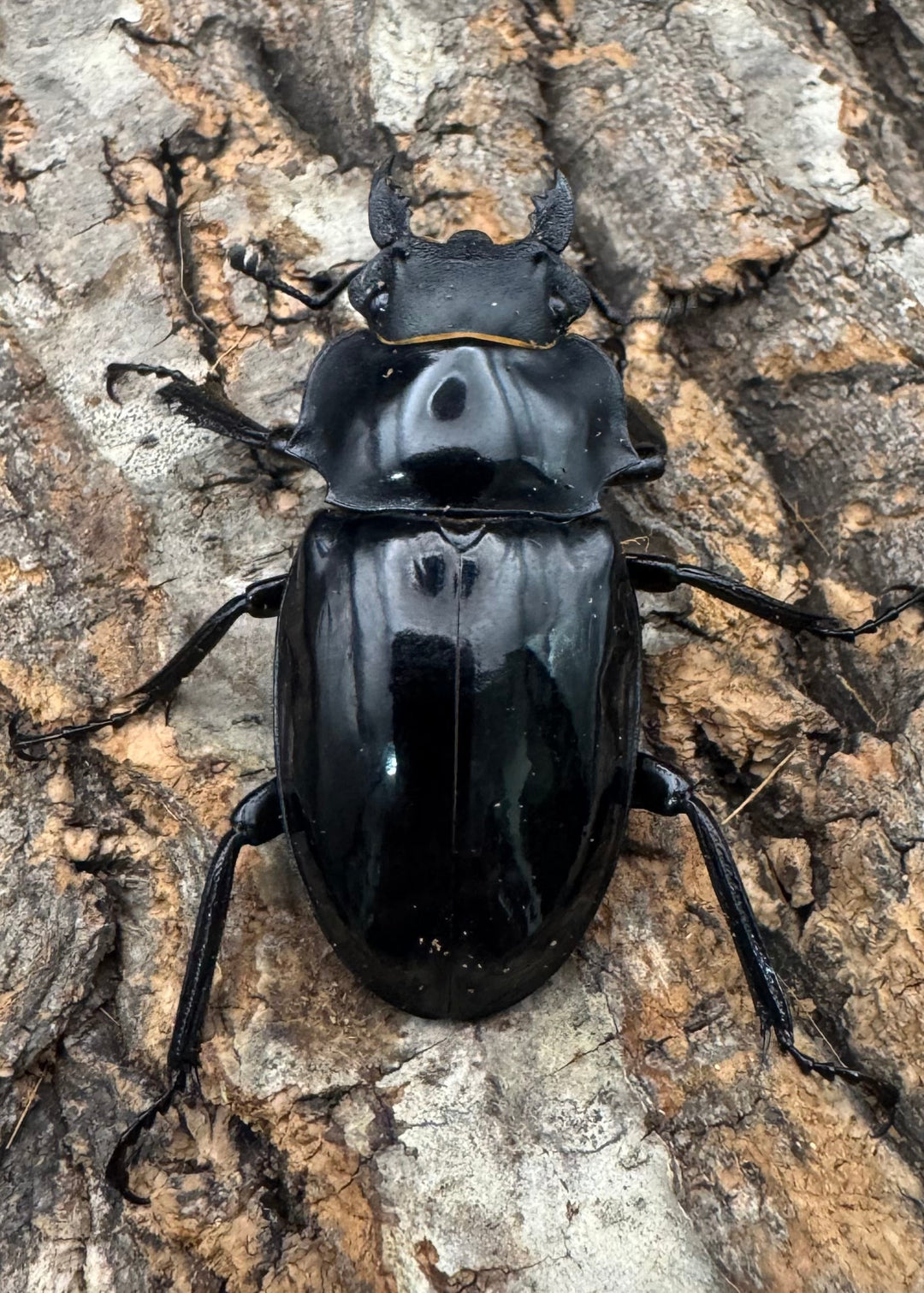 【WD】《インターメディアツヤクワガタ ネグロス産 91mm ペア》