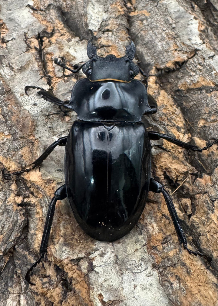 【WD】《インターメディアツヤクワガタ ネグロス産 91mm ペア》