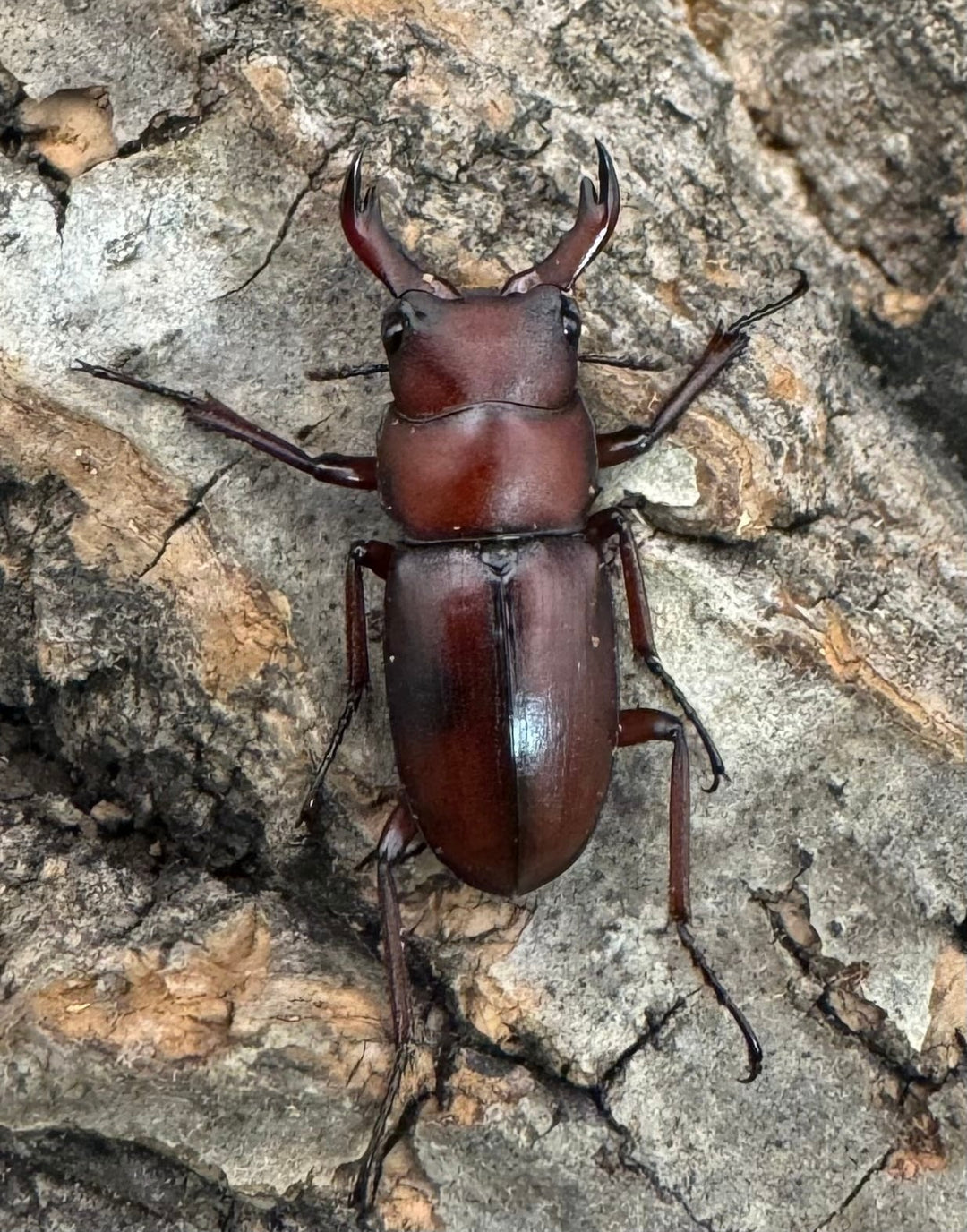 【WD】美麗種《ヨンレンセスジ 21mm ペア》