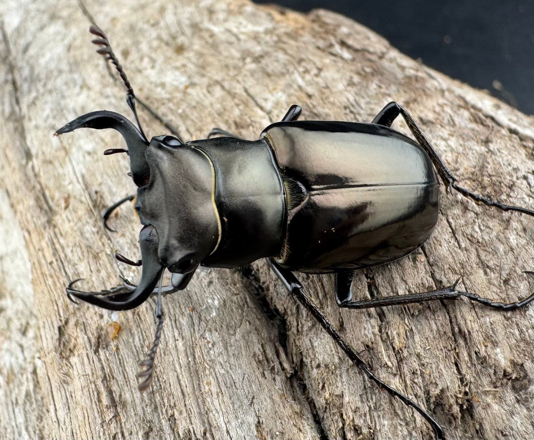 【WD】《ミンイミヤマクワガタ 33mm ペア》