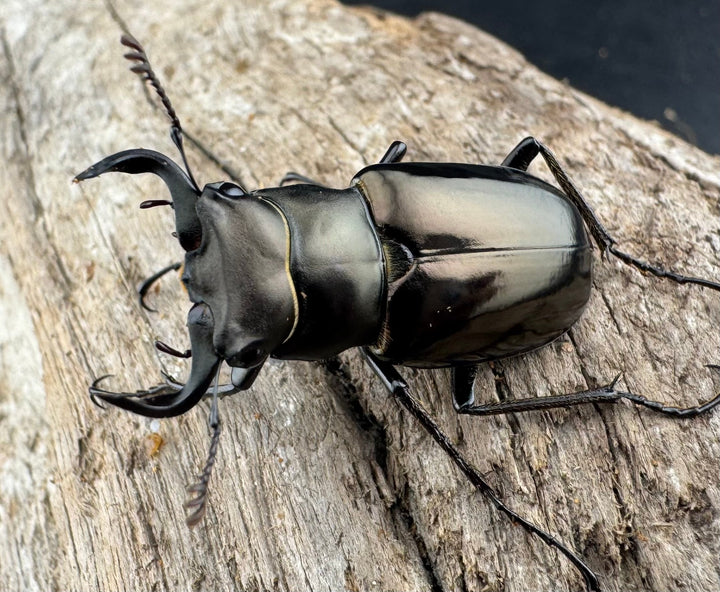 【WD】《ミンイミヤマクワガタ 33mm ペア》