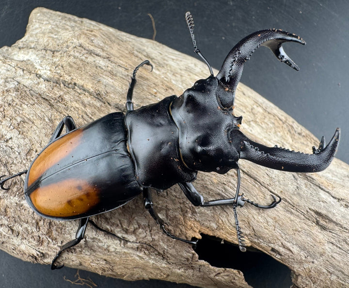 【WD】《セアカフタマタ（パリーフタマタ） 83mm A´品ペア